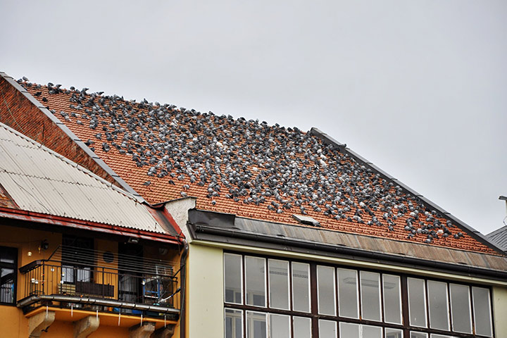 A2B Pest Control are able to install spikes to deter birds from roofs in Millwall. 