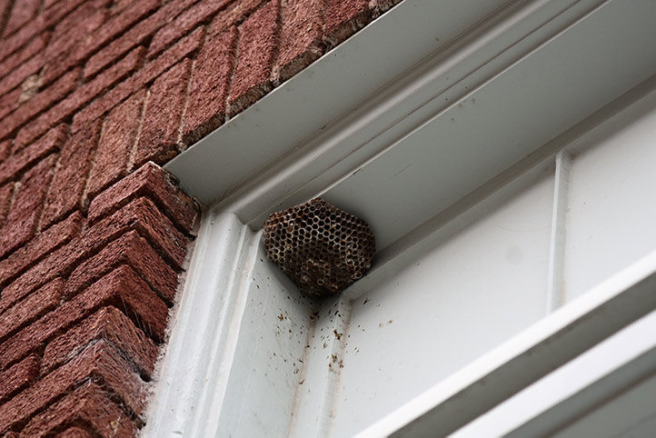 We provide a wasp nest removal service for domestic and commercial properties in Millwall.